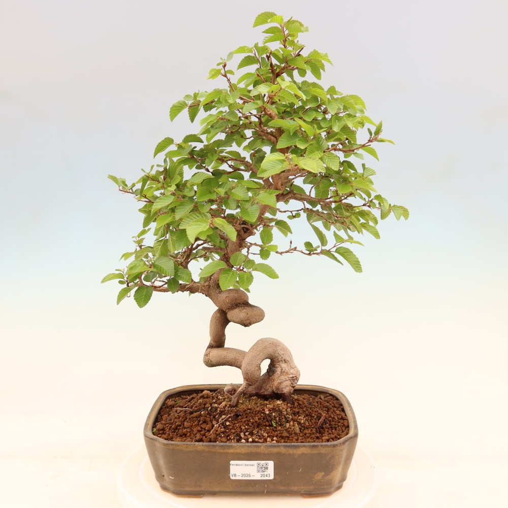 Outdoor bonsai - Carpinus coreana - grab koreański