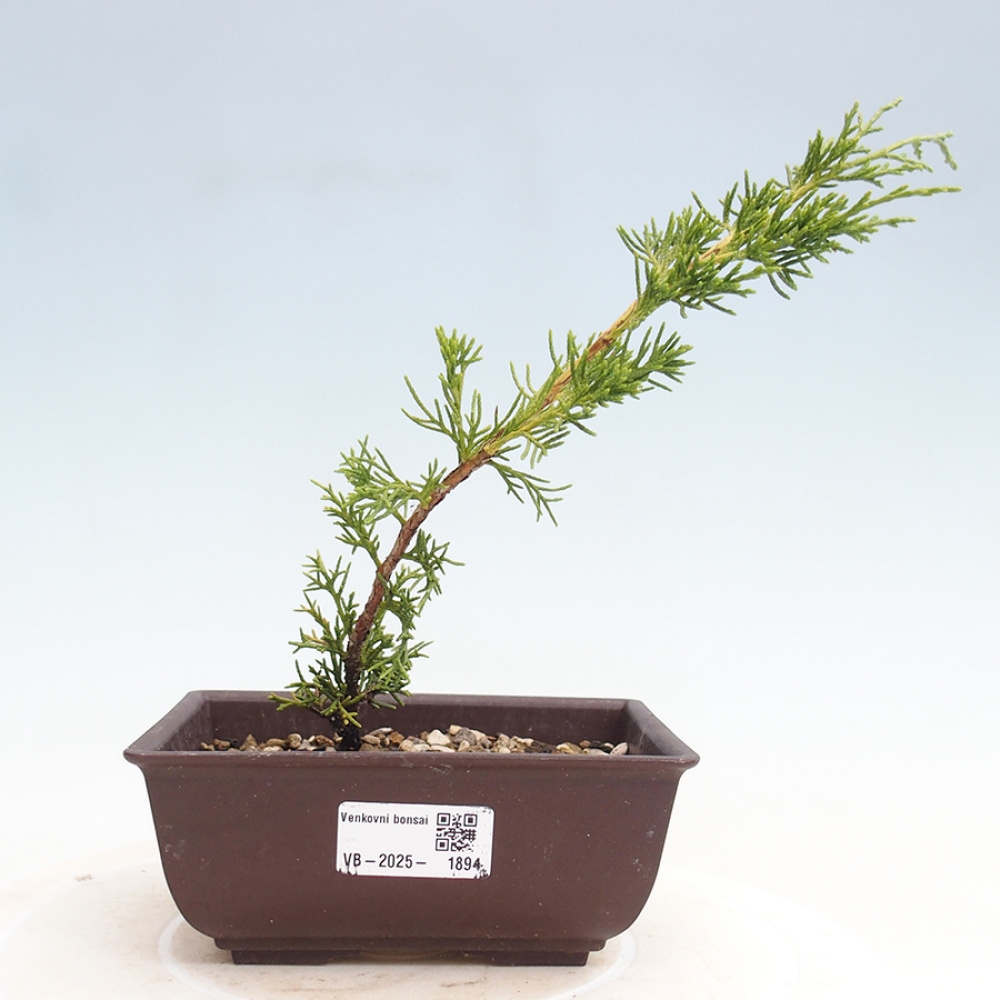 Outdoor bonsai - Juniperus chinensis Itoigawa - Jałowiec chiński