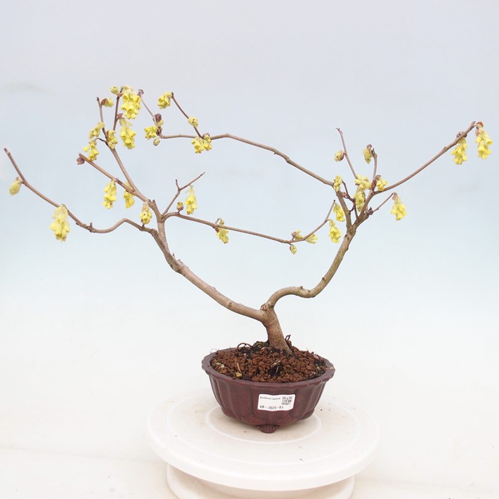 Bonsai zewnętrzne - Orzech laskowy - Corylopsis Spicata
