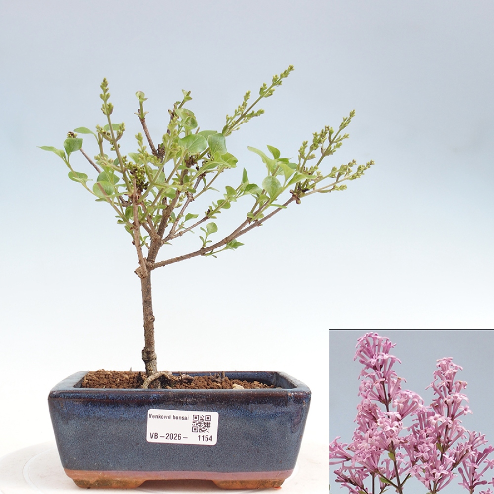 Outdoor bonsai - Syringa Meyeri Palibin - Lilak Meyera