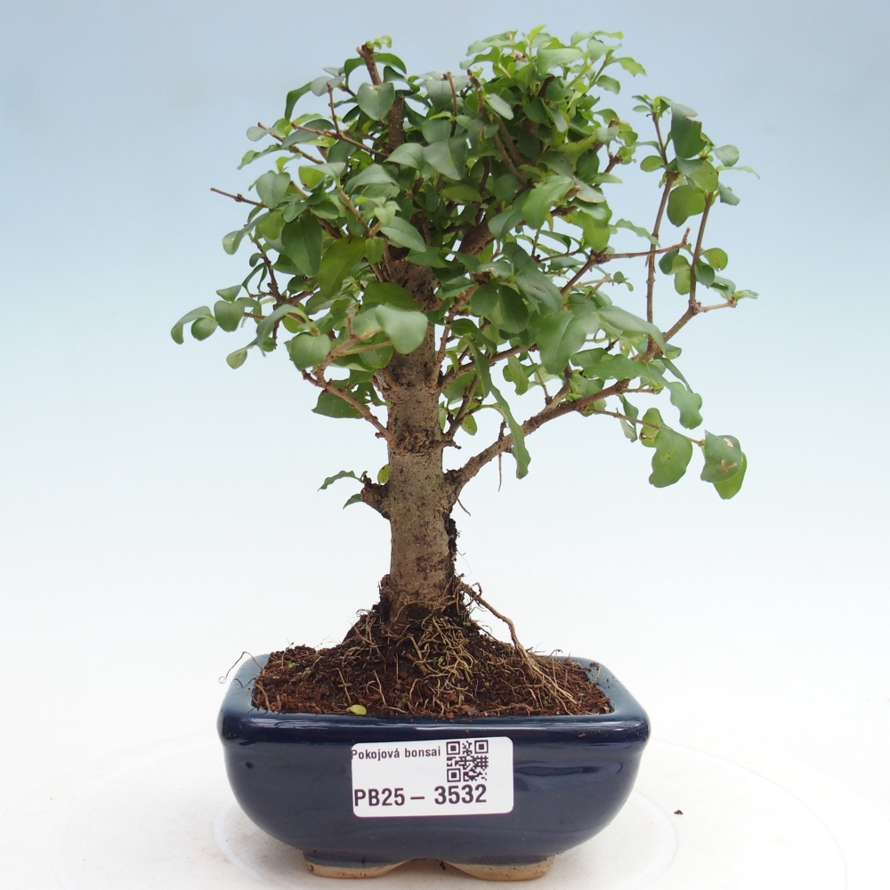 Pokój bonsai - Ligustrum chinensis - Dziób ptaka