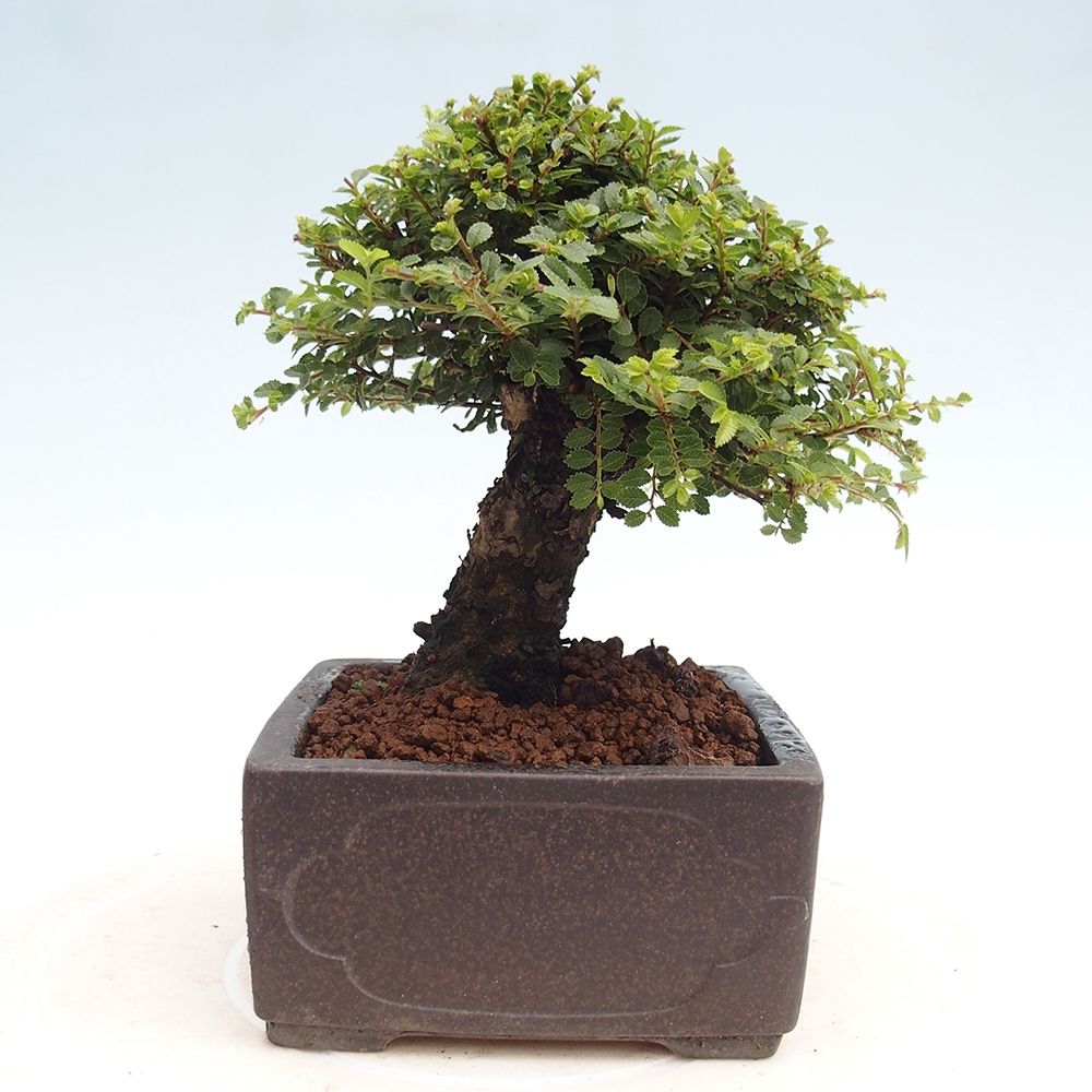 Bonsai zewnętrzne - Ulmus parvifolia Hokkaido - wiąz chiński
