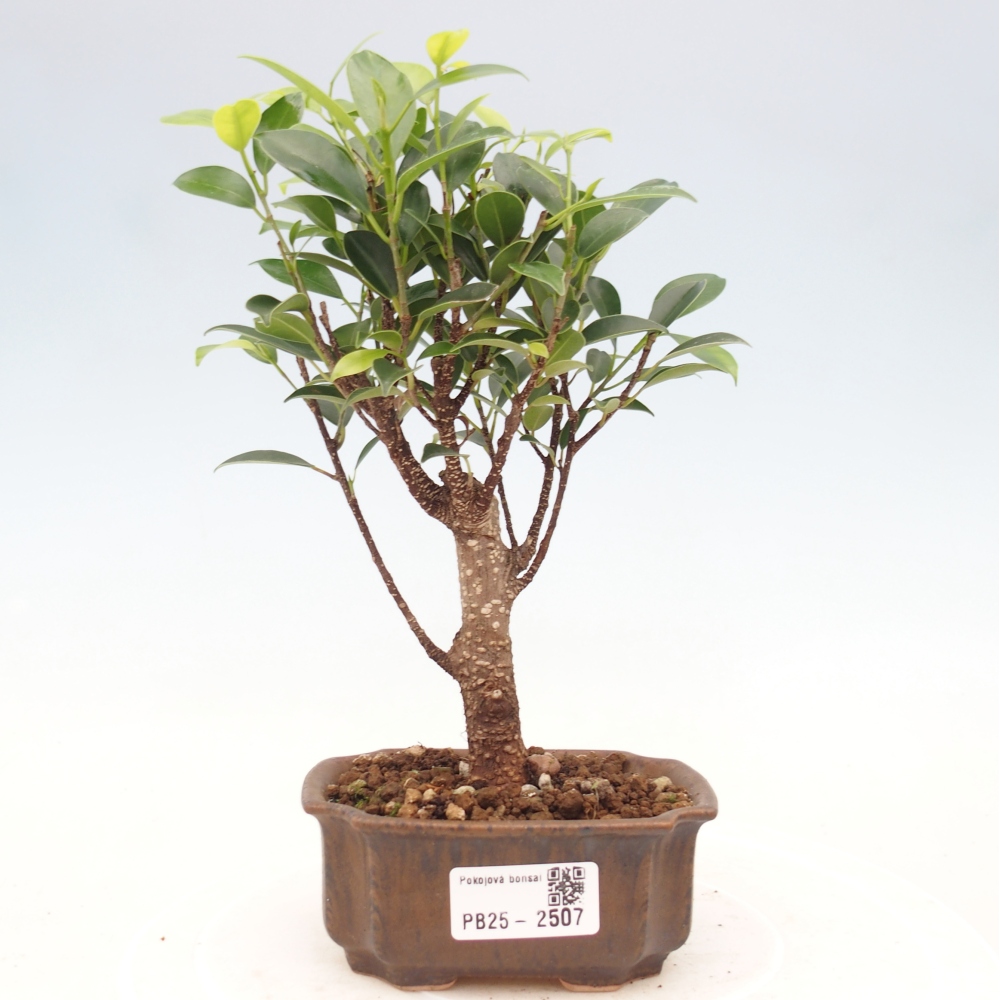 Pokojová bonsai - Ficus retusa - malolistý fíkus
