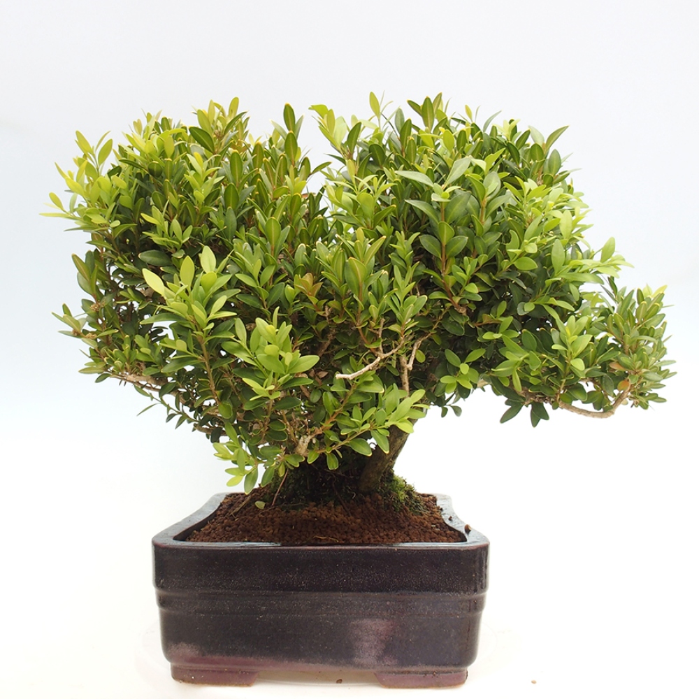 Bonsai ogrodowe - Buxus sempervirens - bukszpan