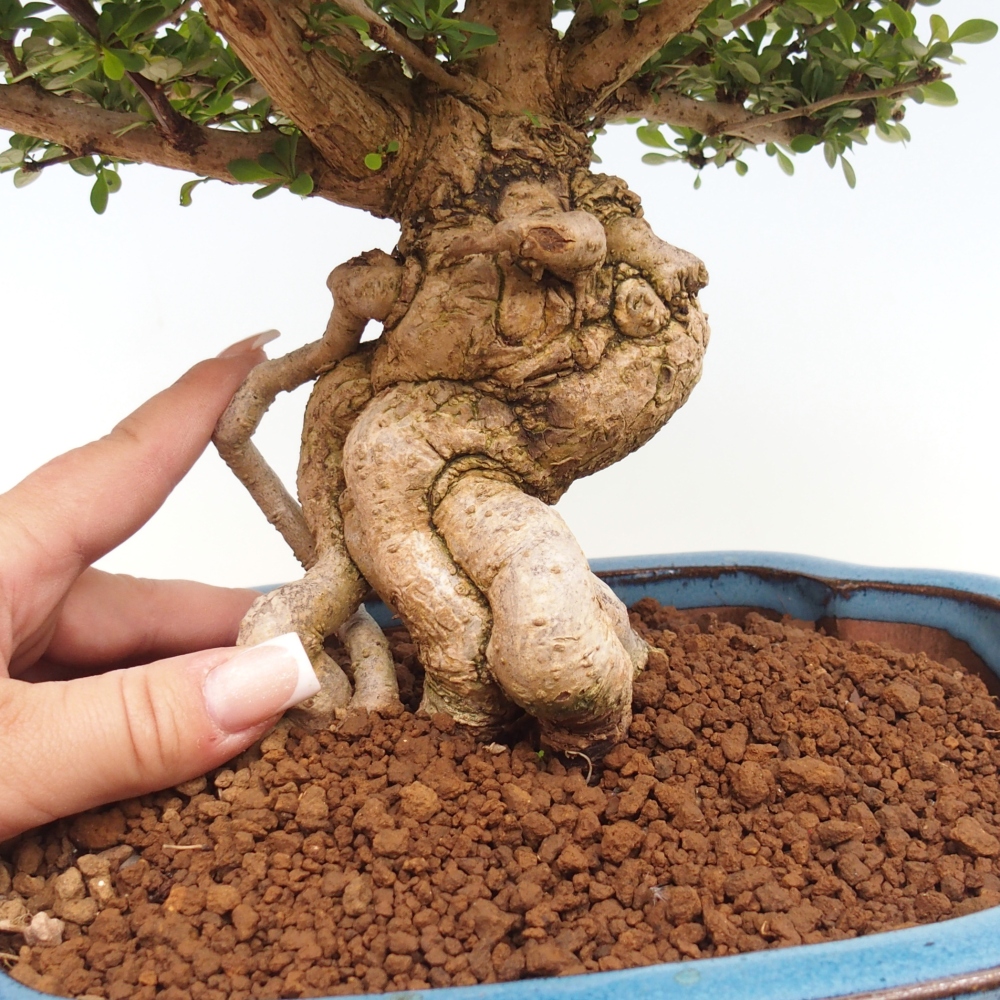 Bonsai zewnętrzne - Berberis coreana