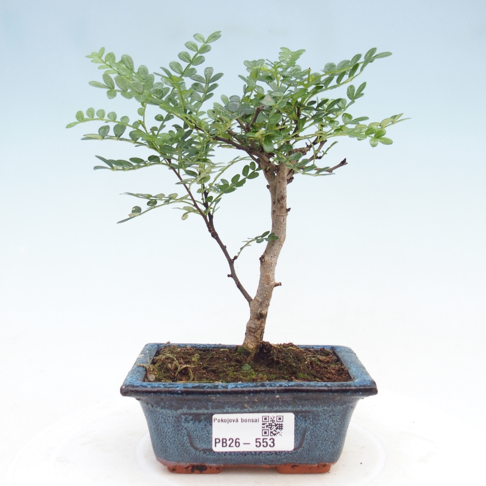 Pokój bonsai - Zantoxylum piperitum - drzewo pieprzowe