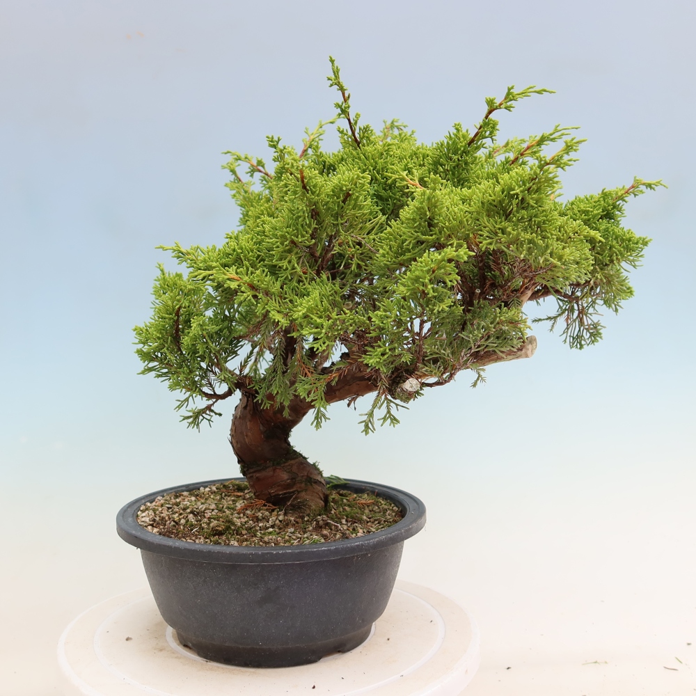 Bonsai ogrodowe – Juniperus chinensis Itoigawa – jałowiec chiński