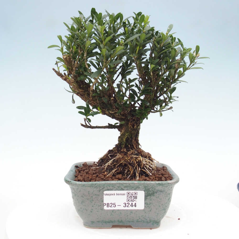 Pokój bonsai - Buxus harlandii - buxus korkowy