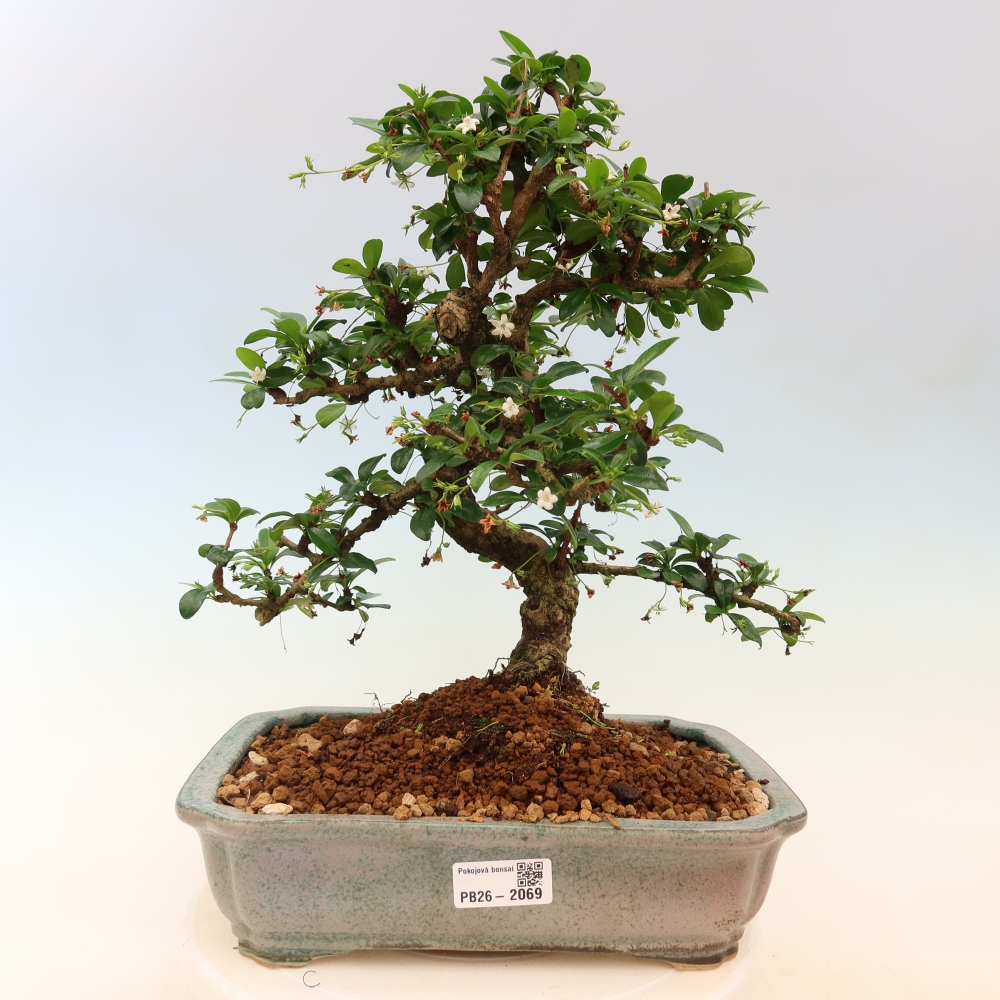 Bonsai pokojowe - Carmona macrophylla - Tea fuki