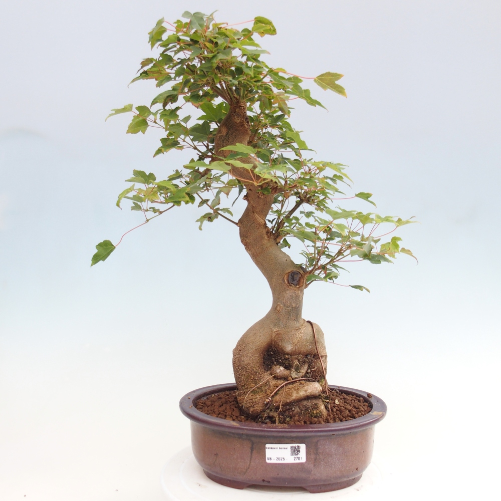 Outdoor bonsai - Maple Buergerianum - Burger Maple
