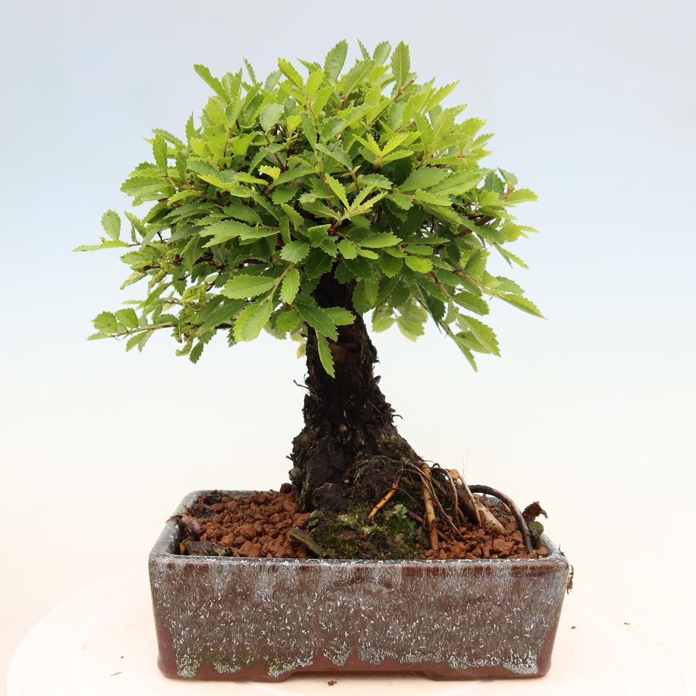 Bonsai zewnętrzne - Zelkova - Zelkova NIRE