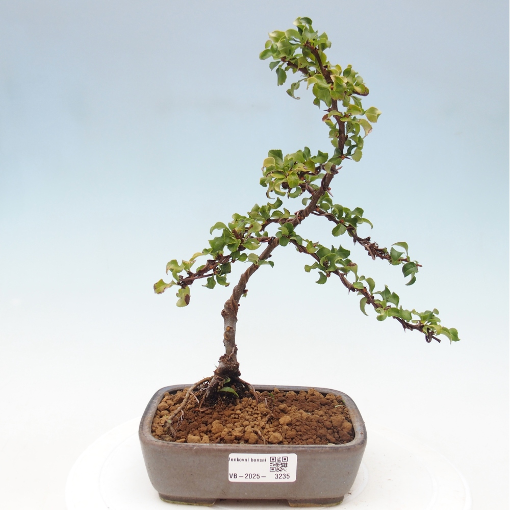 Bonsai zewnętrzne - Chaneomeles s. Red Joy - Pigwa