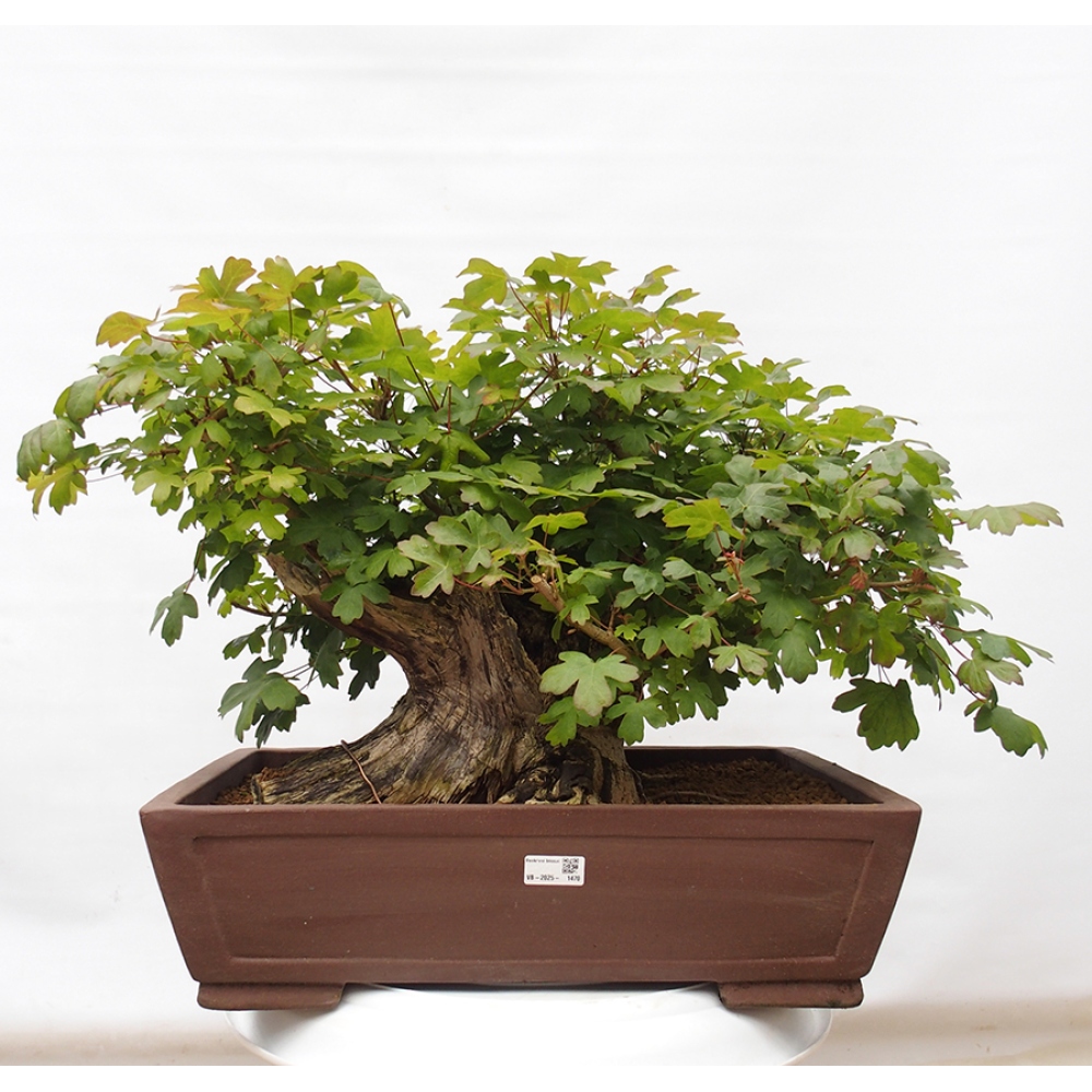 Bonsai zewnętrzne - Klon dziecięcy - Acer campestre