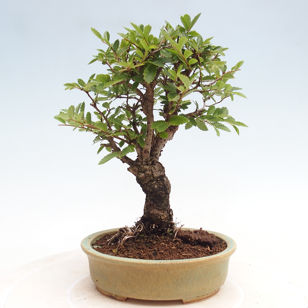 Outdoor bonsai - Zelkova - Zelkova NIRE