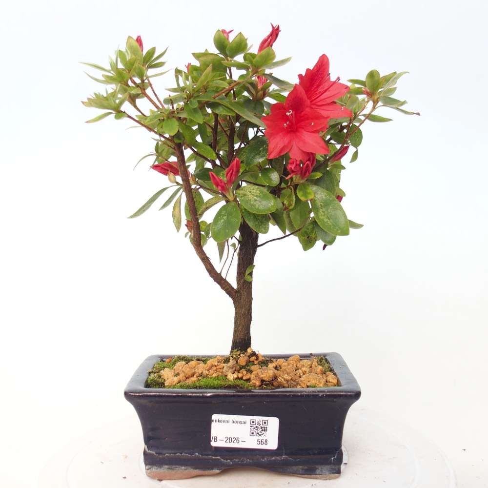 Outdoor bonsai - Azalia japońska - Azalea sp.