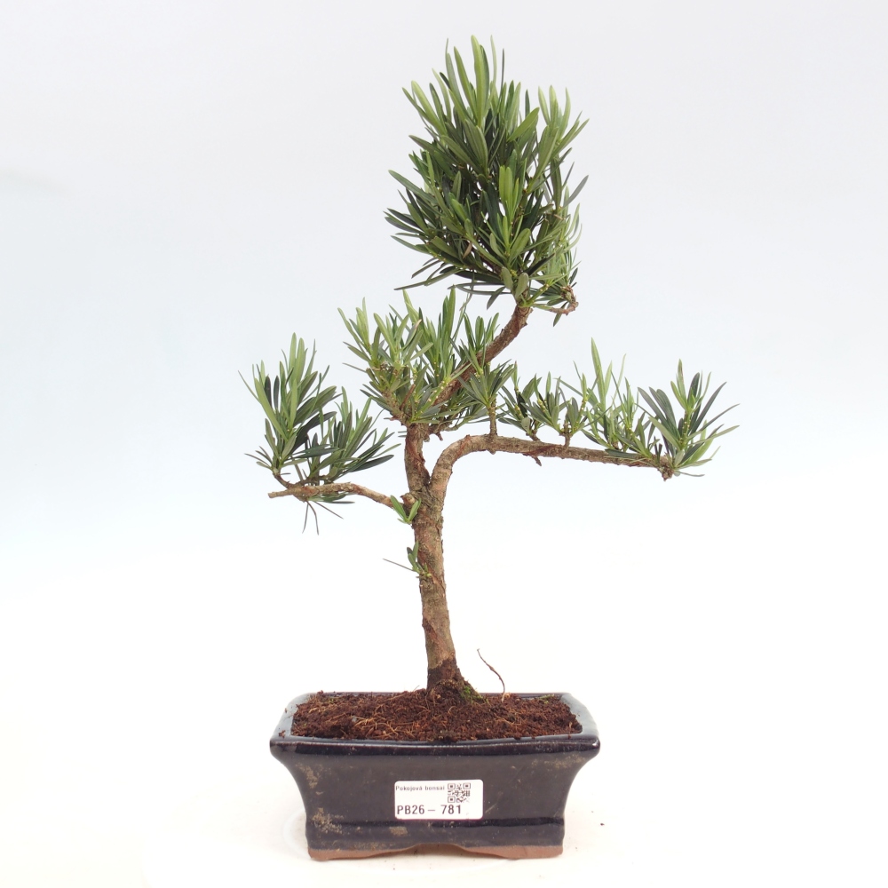 Kryty bonsai - Podocarpus - Kamienny tys