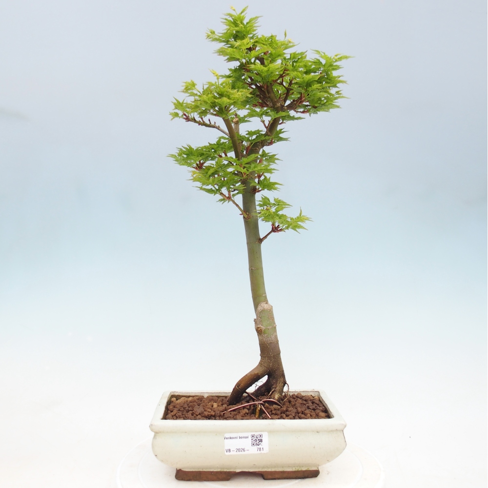 Outdoor bonsai - palma jaworowa Acer palmatum Shishigashira