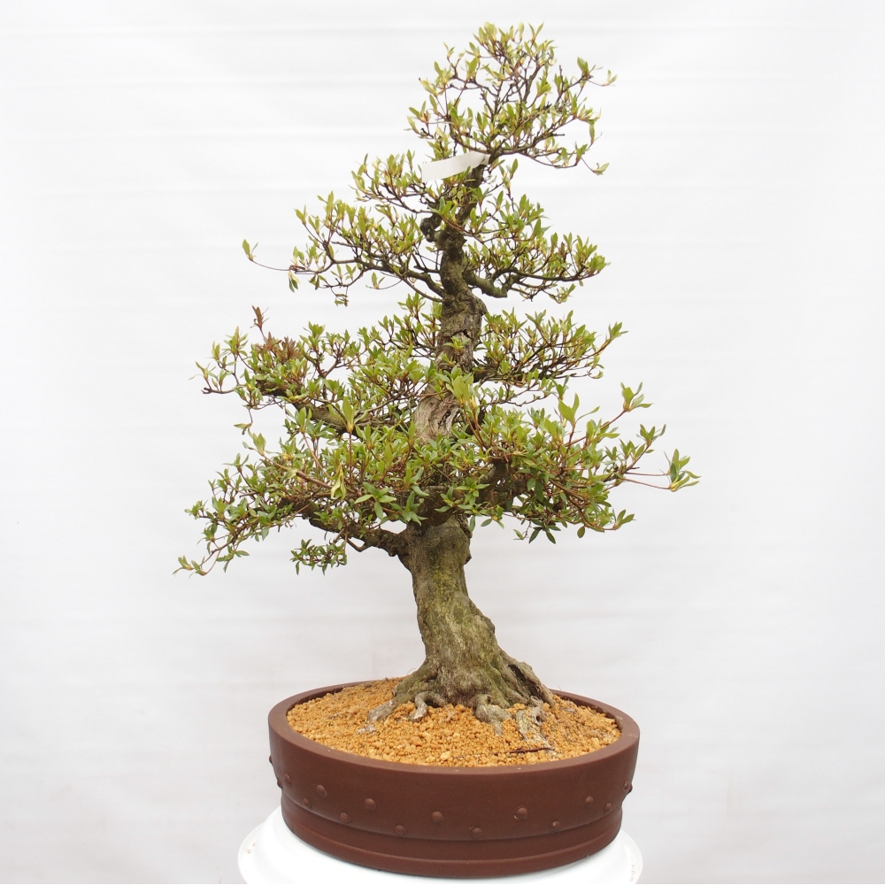 Bonsai zewnętrzne - Azalia japońska - Azalia Kotobukietsu