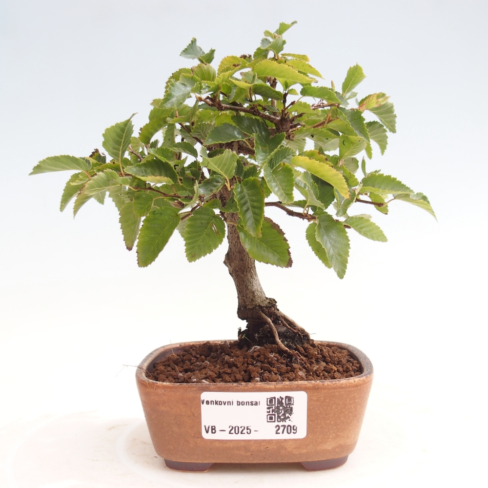 Na zewnątrz bonsai-Karpiny KARPINOWE - Koreański Grab
