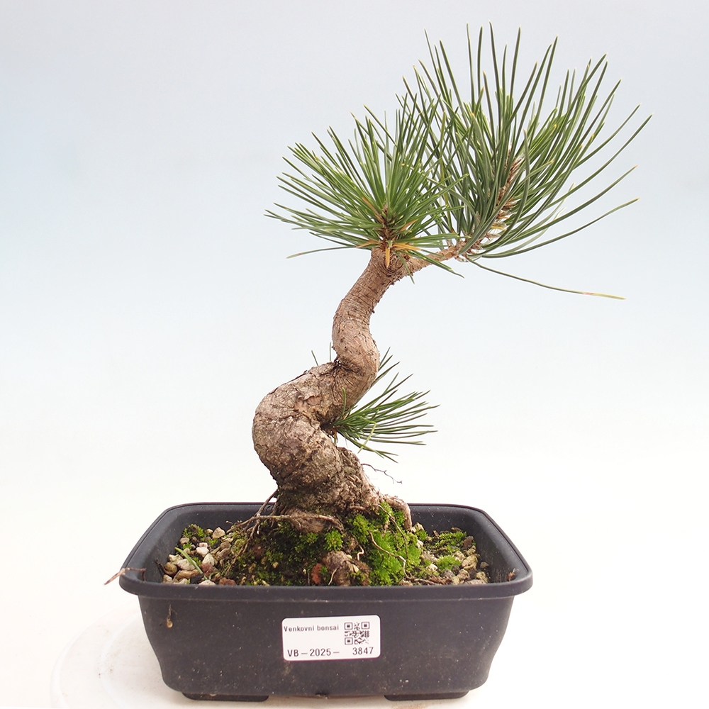 Outdoor bonsai - Pinus thunbergii - sosna Thunberga