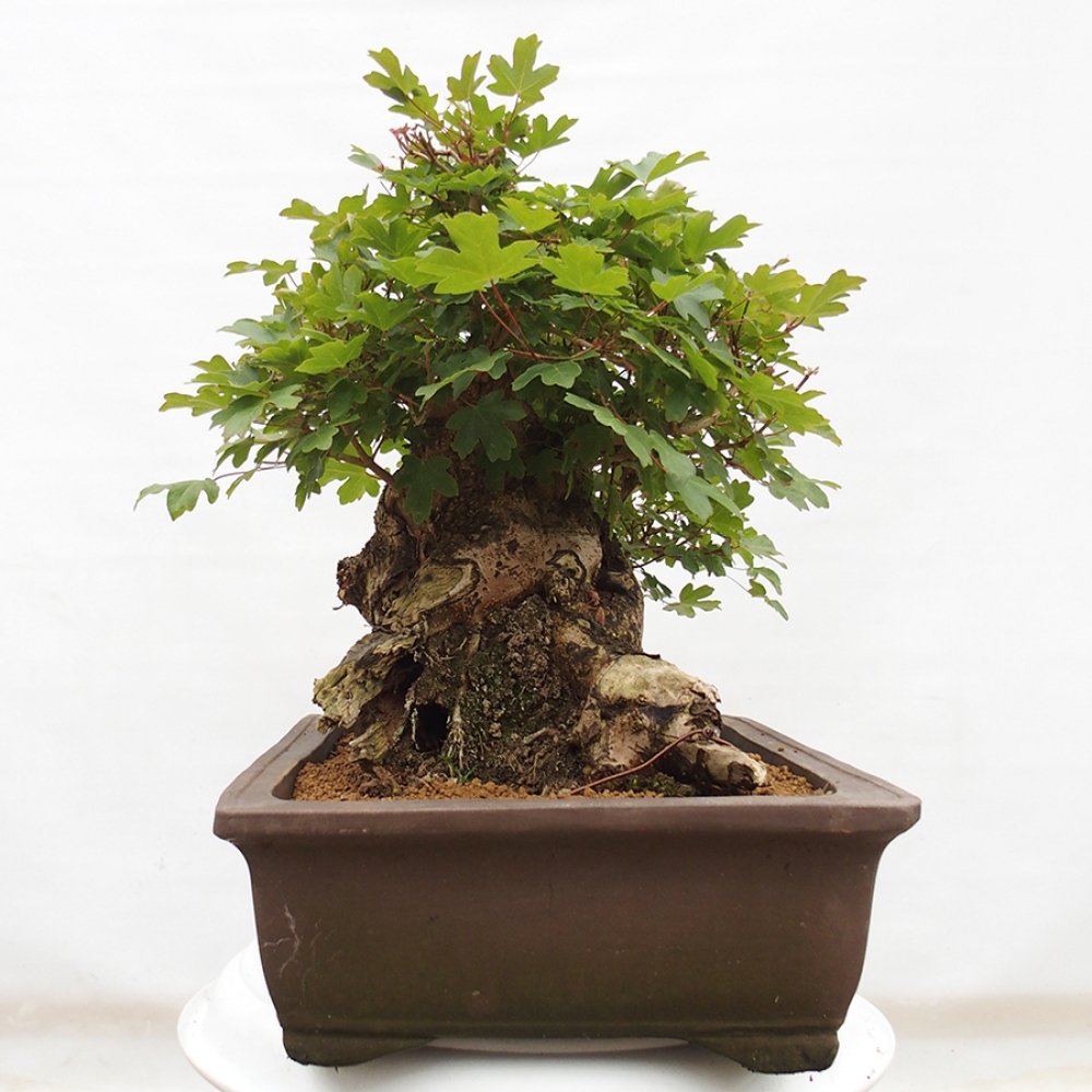 Bonsai zewnętrzne - Klon Francuski - Acer Nonspessulanum