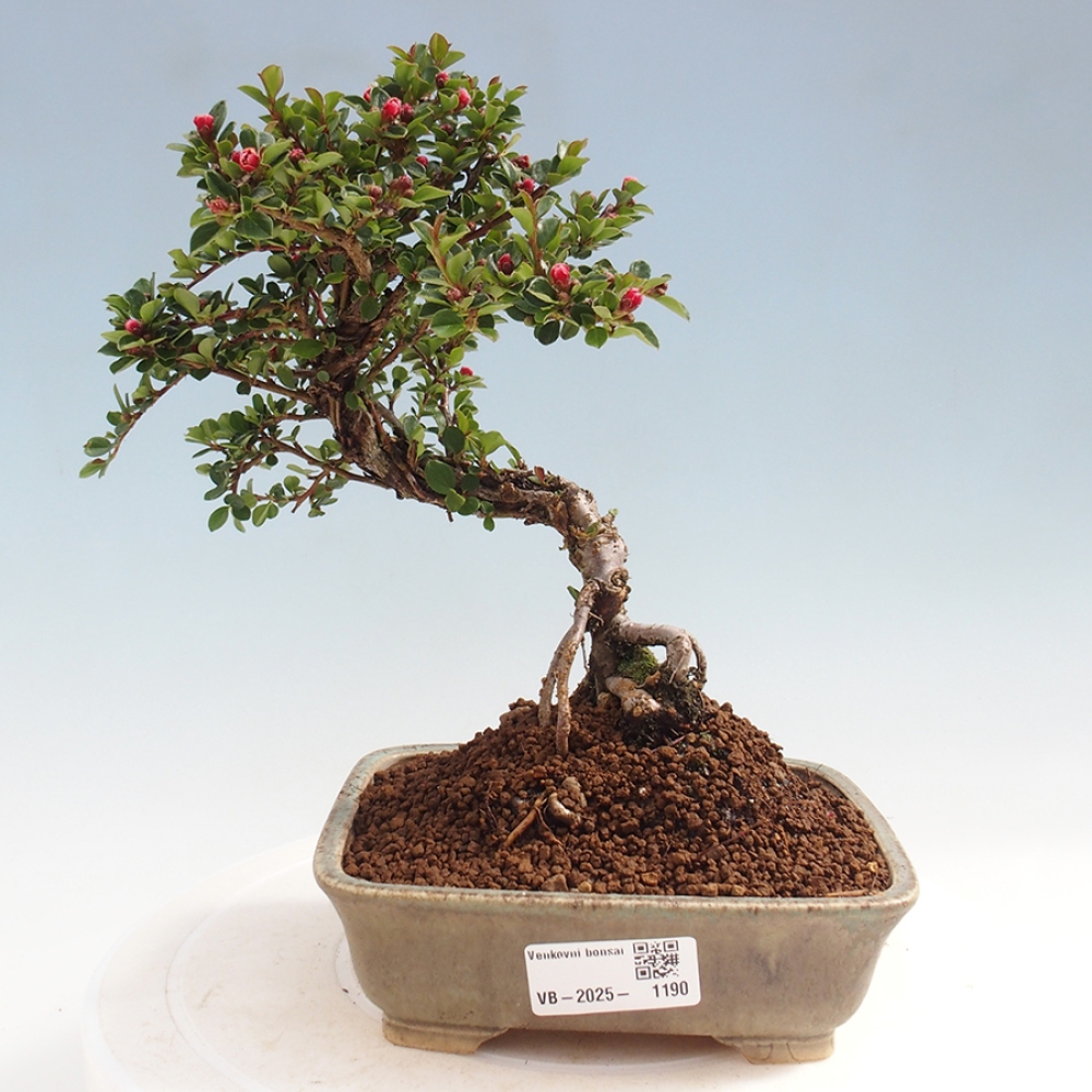 Plenerowe bonsai - Irga pozioma - Drzewo skalne