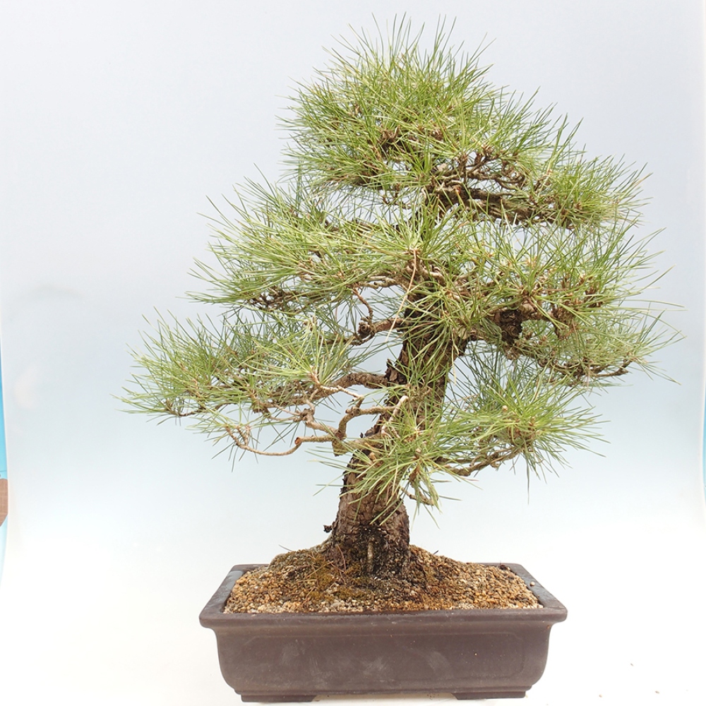 Outdoor bonsai - Pinus thunbergii - sosna Thunberga