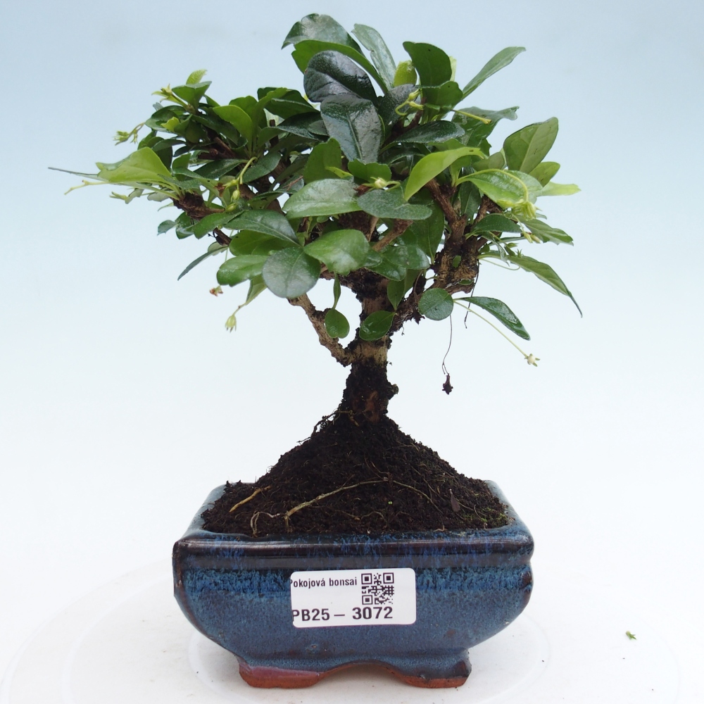 Bonsai wewnętrzne - Carmona makrophylla - Herbata Fuki