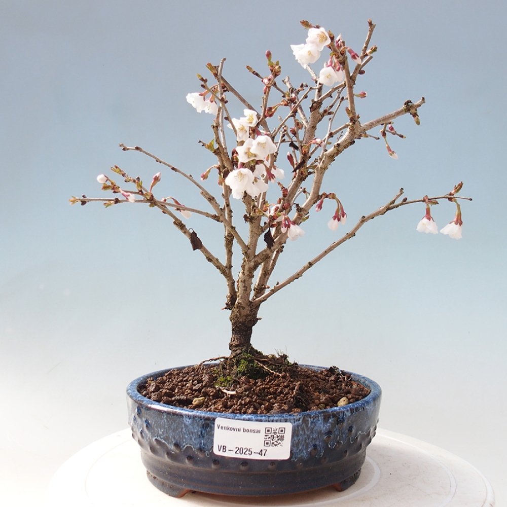 Bonsai zewnętrzne - Prunus incisa Kojou-no mai-cięcie śliwki