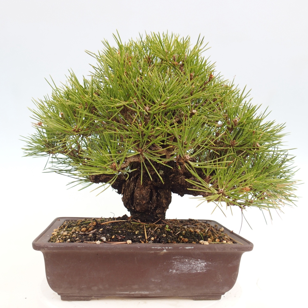 Outdoor bonsai - Pinus thunbergii - sosna Thunberga