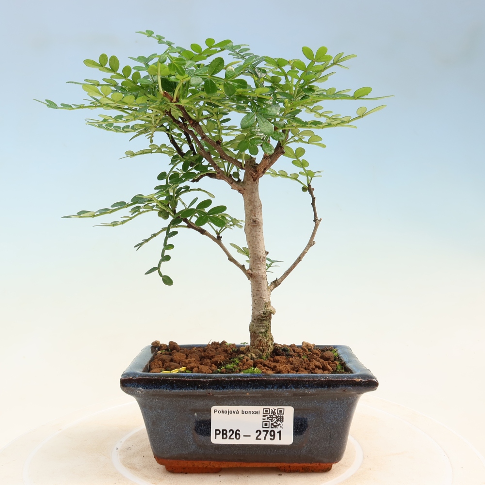 Pokój bonsai - Zantoxylum piperitum - drzewo pieprzowe