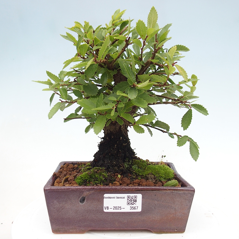 Bonsai zewnętrzne - Zelkova - Zelkova NIRE
