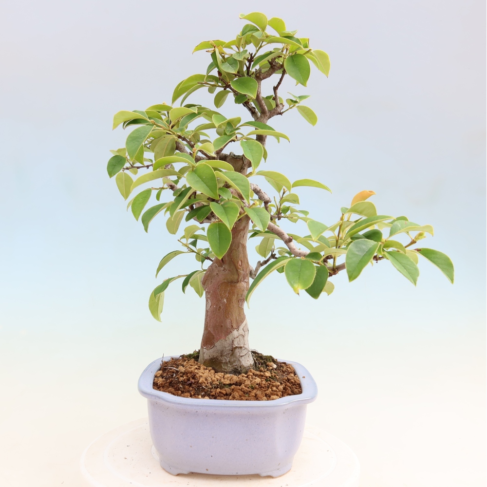 Outdoor bonsai - Pseudocydonia sinensis - pigwa chińska