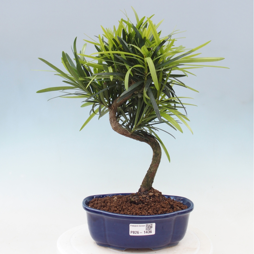 Pokój bonsai - Podocarpus - Kamienny cis