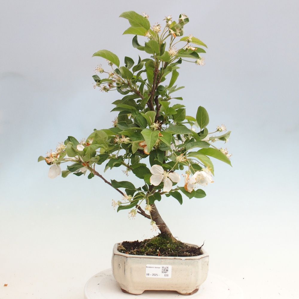 Bonsai plenerowe - Malus Halliana - Jabłoń drobnoowocowa