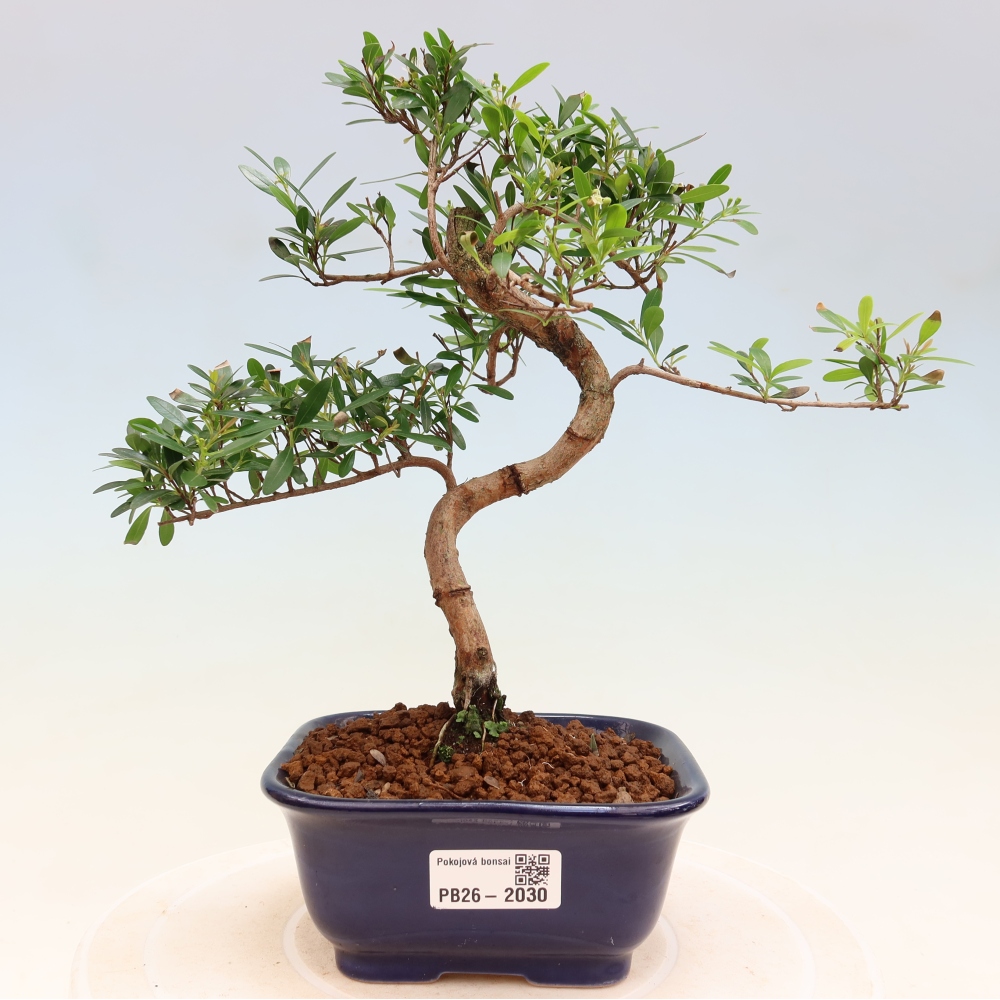 Pokój bonsai - Syzygium - Pimento