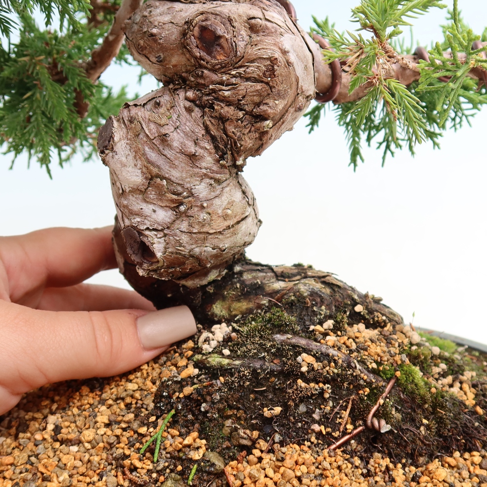 Bonsai ogrodowe – Juniperus chinensis Itoigawa – jałowiec chiński