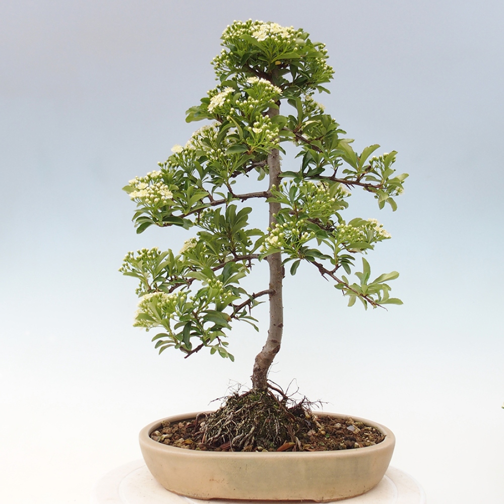 Outdoor Bonsai-Pyracanta Teton-Piekarnia