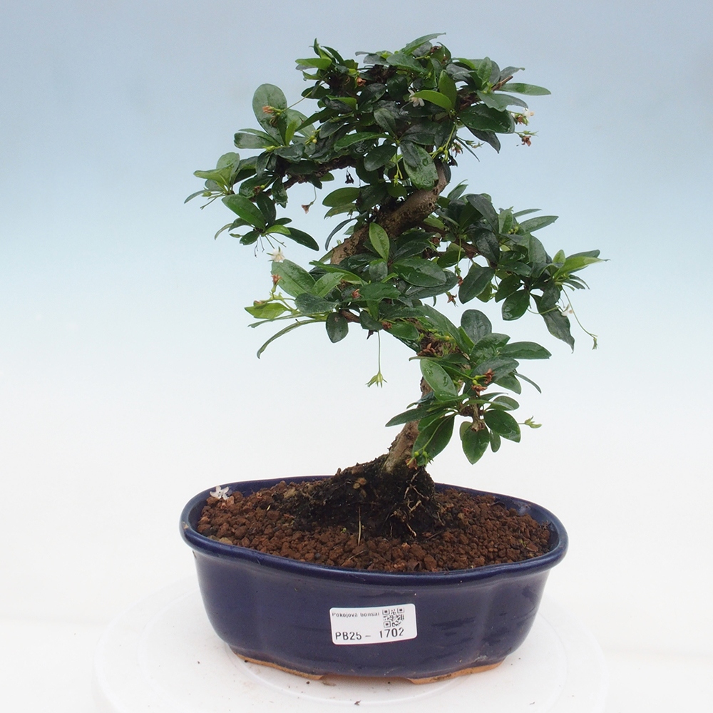 Pokój bonsai - Carmona macrophylla - Tea fuki