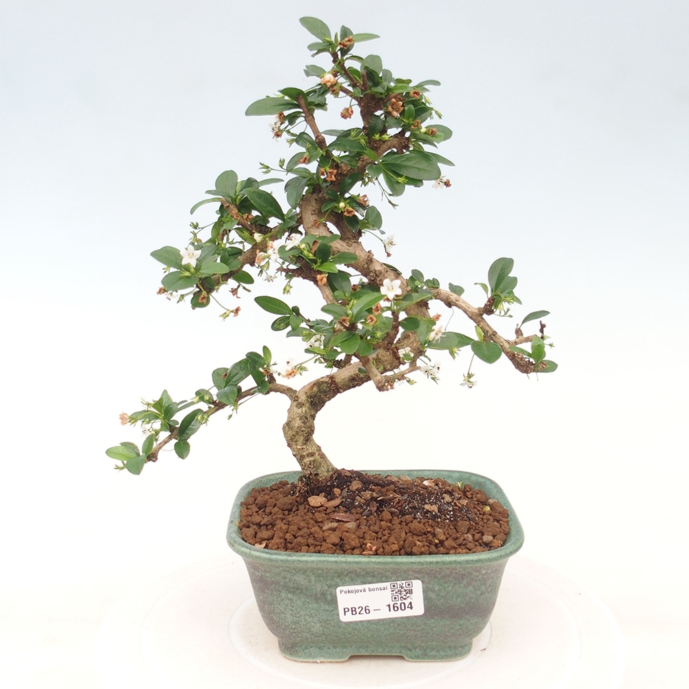 Bonsai pokojowe - Carmona macrophylla - Tea fuki