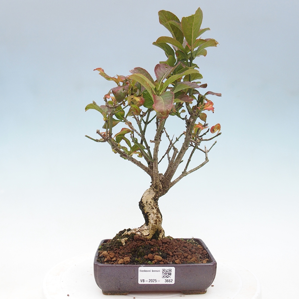 Bonsai zewnętrzne - wiąz europejski - euonimus