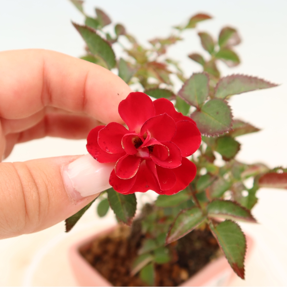 Bonsai ogrodowe – Rosa Kordes – róża