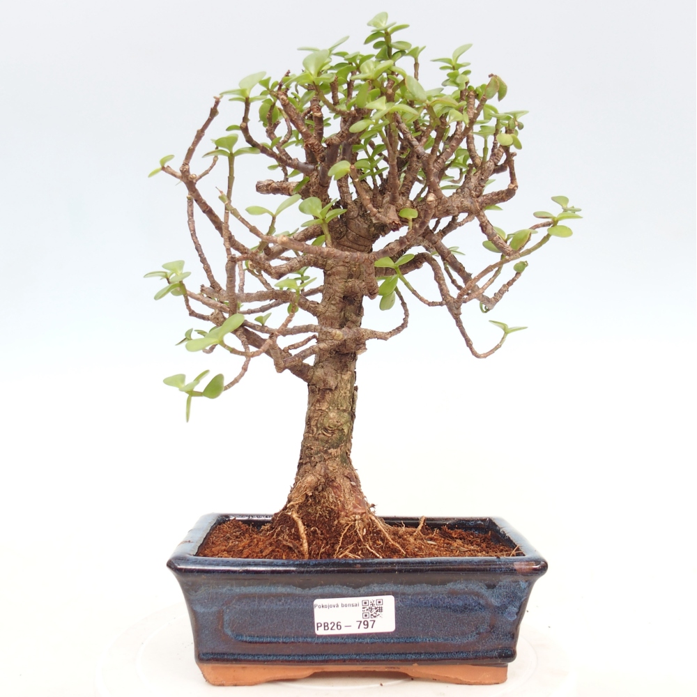 Pokój bonsai - Portulakaria Afra - Tlustice