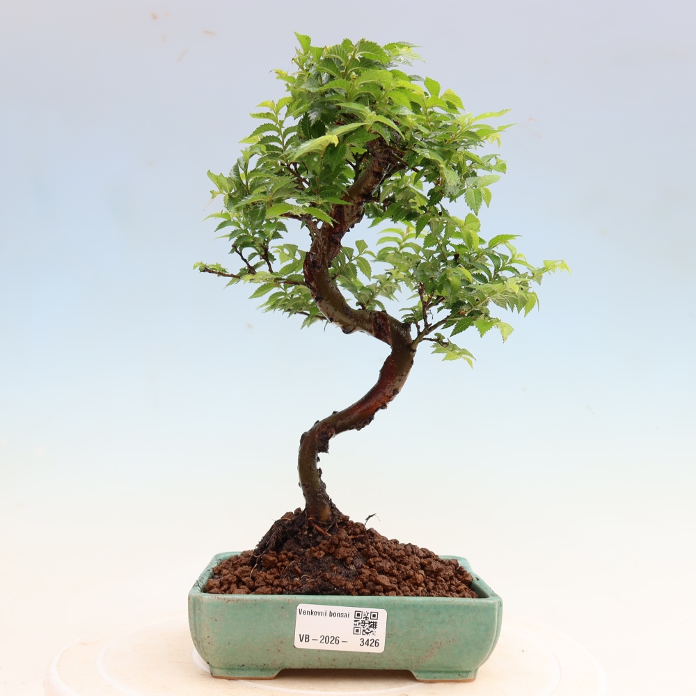 Bonsai ogrodowe – Ulmus Jacqueline Hillier – wiąz piękny