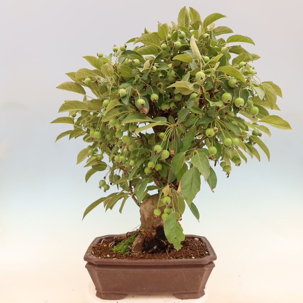 Outdoor bonsai - Malus halliana - Jabłoń drobnoowocowa