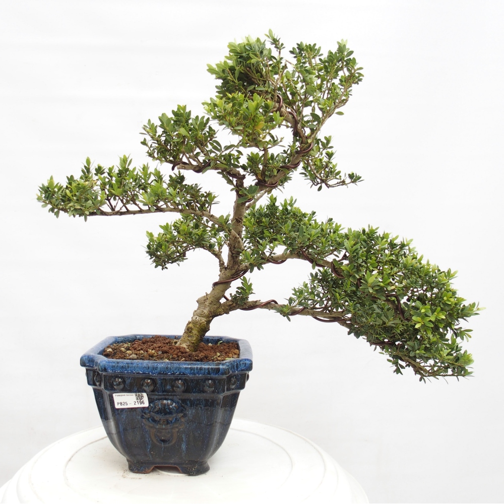 Kryty bonsai - Ilex crenata - Holly