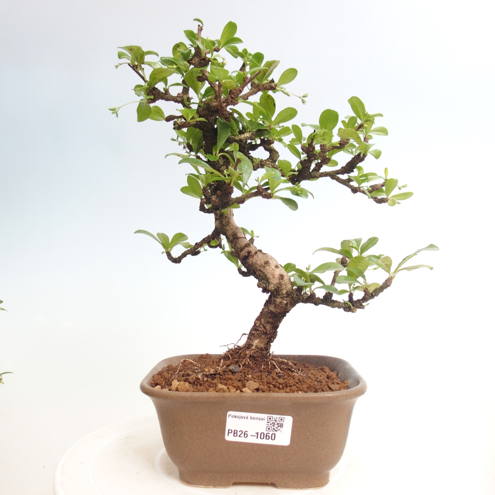 Bonsai pokojowe - Carmona macrophylla - Tea fuki
