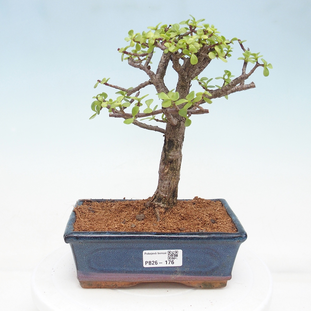 Pokój bonsai - Portulakaria Afra - Tlustice