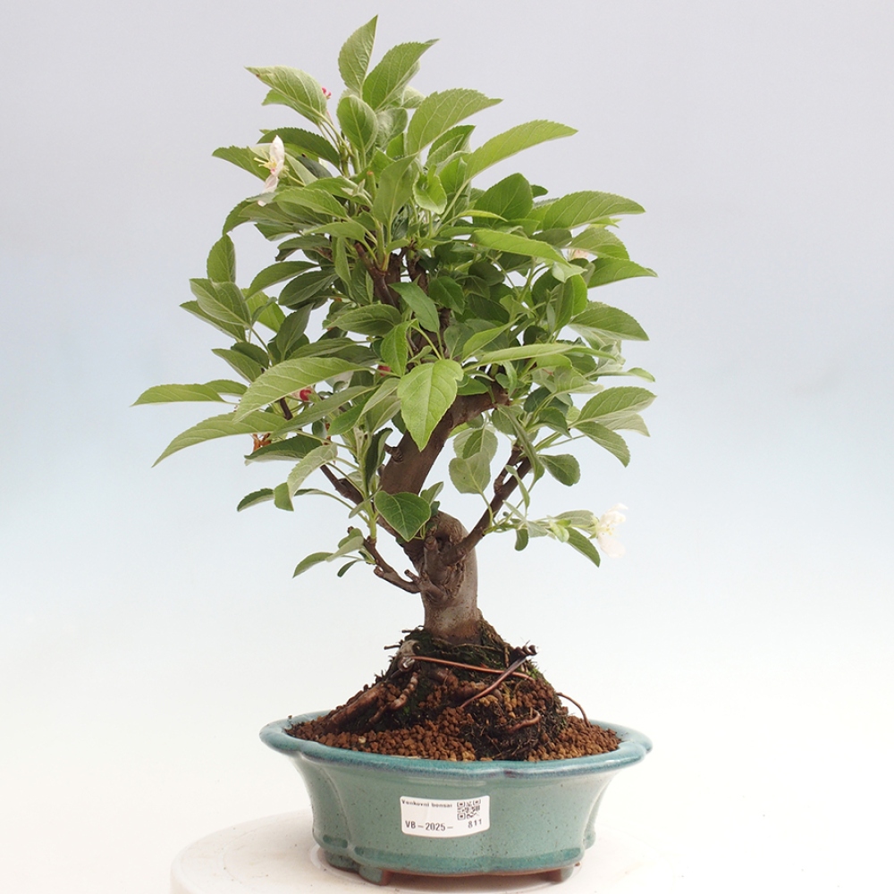 Bonsai plenerowe - Malus Halliana - Jabłoń drobnoowocowa