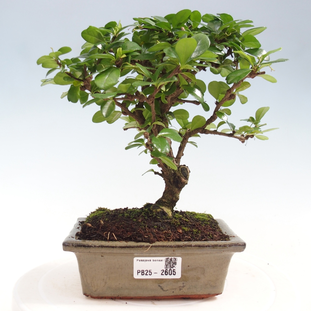 Bonsai wewnętrzne - Carmona makrophylla - Herbata Fuki